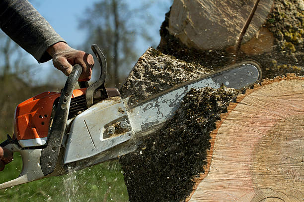 Best Tree Trimming and Pruning  in Pennside, PA